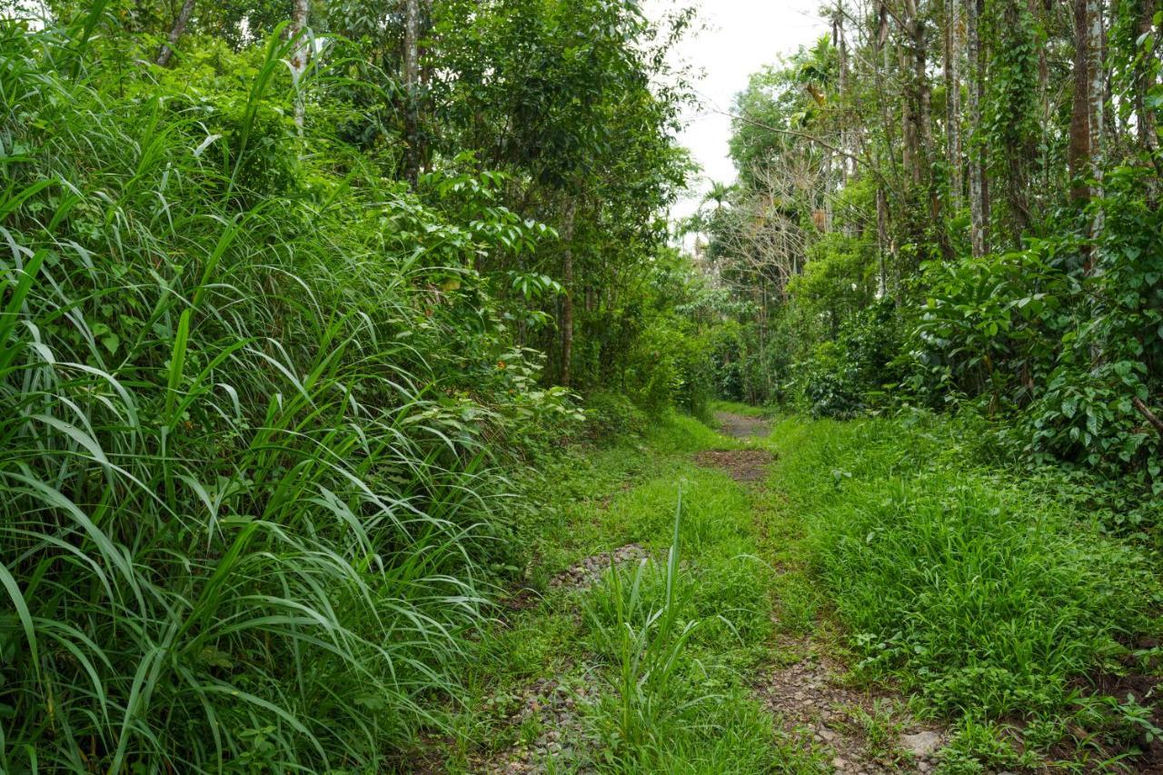 Mystic Trees, Kumily Apartman Thekkady Kültér fotó